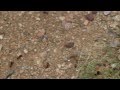 Large ants busily at work after a storm
