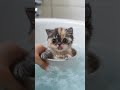 Cute Cat Sing Song Song By Cat ЁЯРИЁЯШ ЁЯРИЁЯРИ Cat Satisfyling Catsinging Cute Singingmelody Cute Cat Sing Song Song By Cat ЁЯРИЁЯШ ЁЯРИЁЯРИ Cat Satisfyling Catsinging Cute Singingmelody
