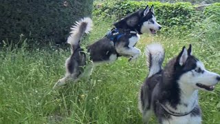 LOBO V/S HUSKY SIBERIANO 🤣#shorts LOBO V/S HUSKY SIBERIANO 🤣#shorts