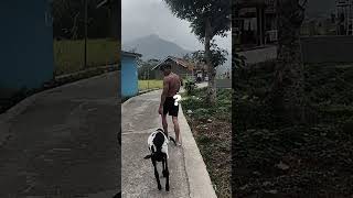 P Adu Sprint