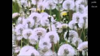 Antonis Giannis Vardis - Kalo Vradu Bulgarian Translation