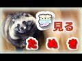 夢見るタヌキ。(Tanuki.What kind of dreams do you have?)