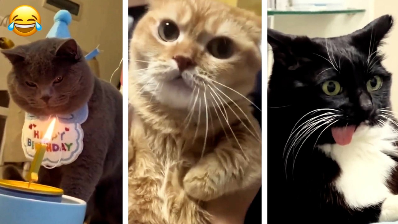 These CATS are too FUNNY! 🤣 | New Cat Videos 2026