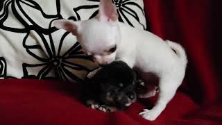 Soft Fluffy Pillow - Chihuahua x Shiba inu baby screenshot 5