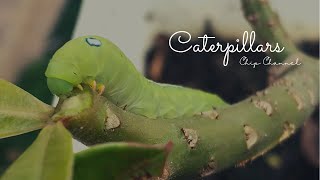 Caterpillar - time lapse