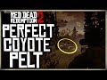 HOW TO GET A PERFECT COYOTE PELT - RED DEAD REDEMPTION 2 PRISTINE COYOTE HUNTING
