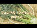 フェンネル　ウイキョウの植え付けと育て方！