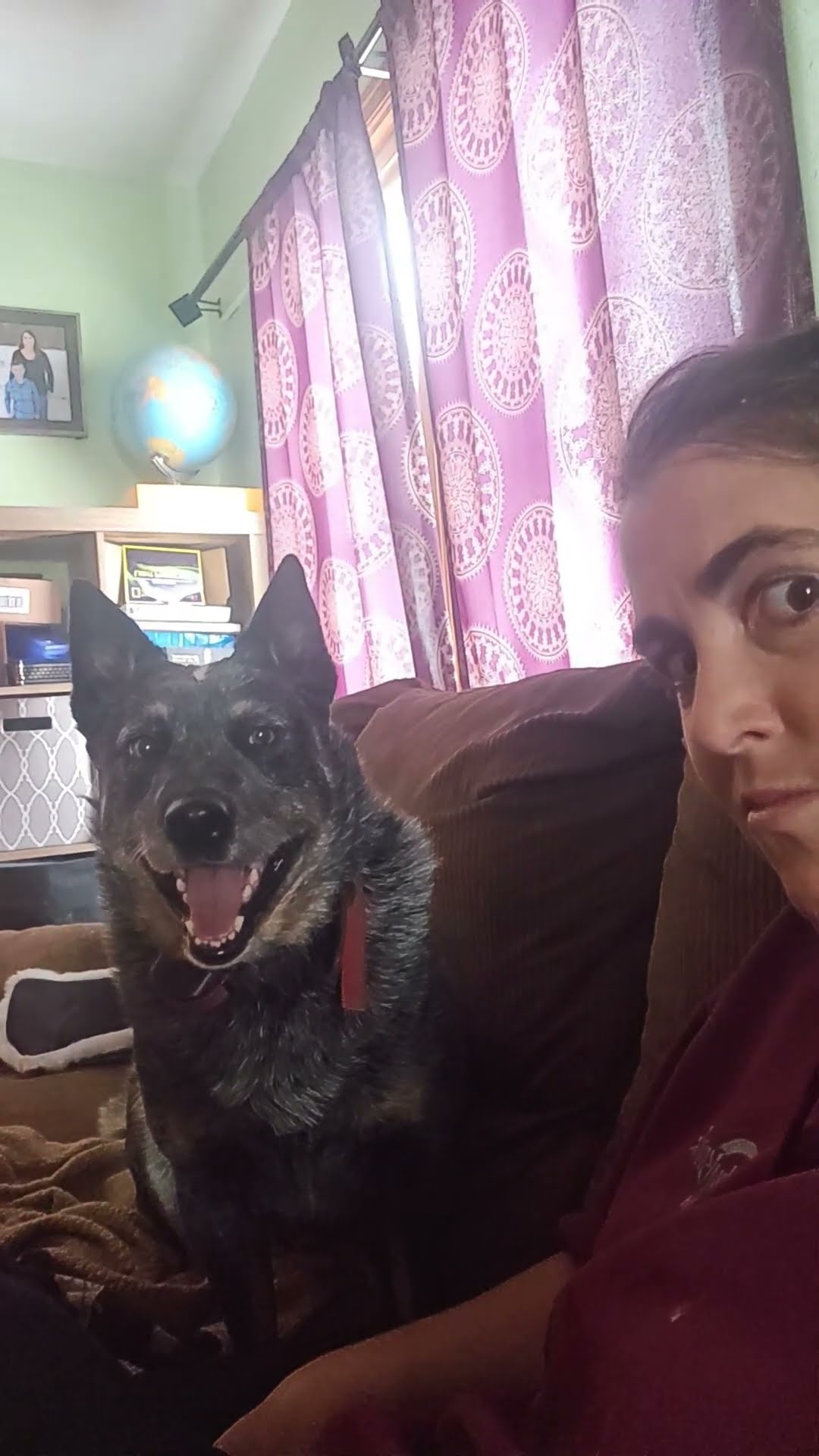 Blue Heeler Snaps At Air || ViralHog