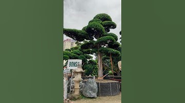 SĂN TÙNG ĐỘC BẢN#3: TUYỆT PHẨM TÙNG NHẬT: DÁNG TRỰC - CÓ TAY BAY -THOÁT THÂN #phongthuy #tunglahan