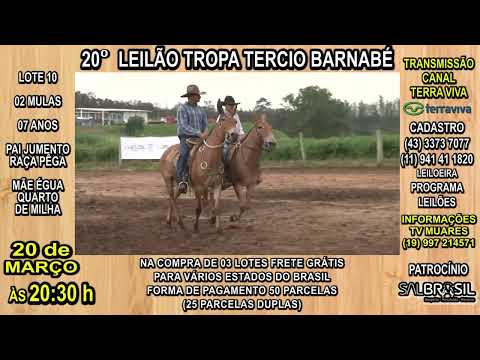LOTE 10 - 20° LEILÃO TROPA TERCIO BARNABÉ