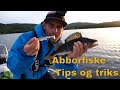 Abborfiske - Fisketips med jigg + Hvordan rense, flå og tilberede abbor / Perch fishing and cooking