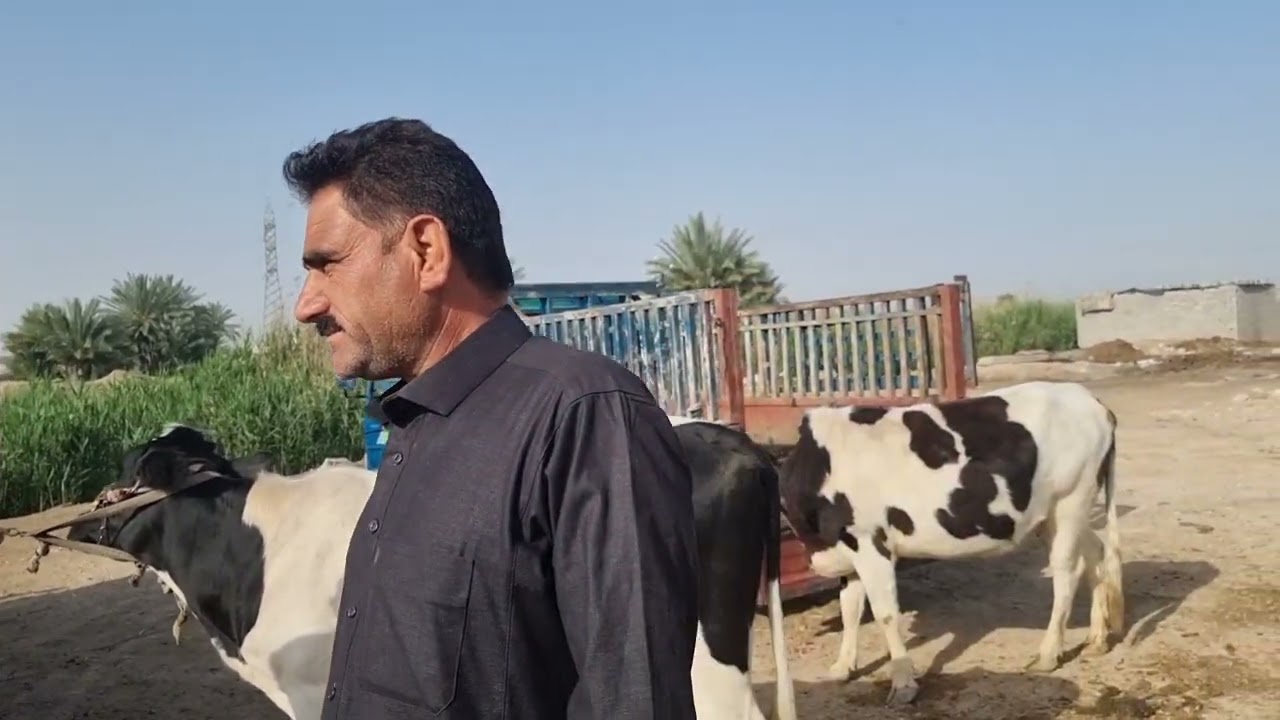 جوبه البقر في الفلوجة محافظة الانبار الصقلاويه 2023/4/5