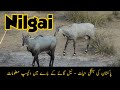 Nilgai  interesting information about nilgai or blue bull   wildlife of pakistan