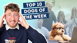 These Dogs Got Into Harvard