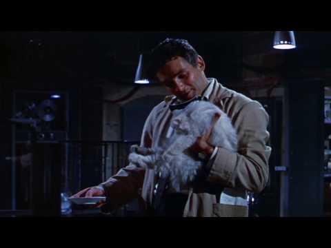 What happens when you put your cat into a particle disintegrator?