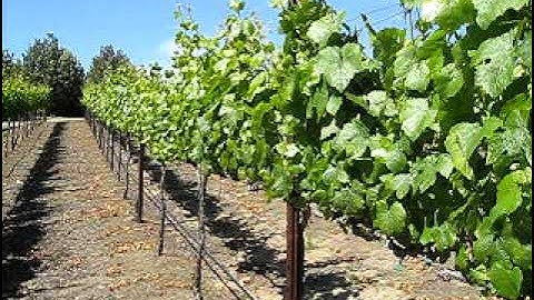 Canopy Management.avi