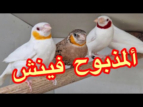 المذبوح فينش مع ألافراخ ومعلومات عن التربيه Bandvinken