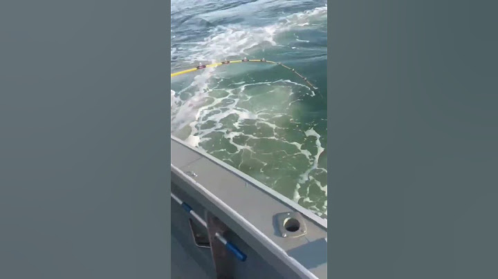 😯 Un padre e hijo fueron sorprendidos por una ballena que saltó del agua..