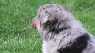 Marty Miller's Aussie Pups 6 by Mt Hope Puppies 116 views 6 days ago 54 seconds