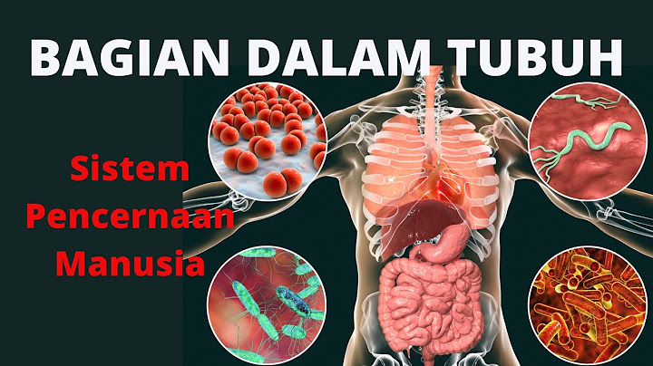 Organ apa saja yang terlibat dalam proses pencernaan?