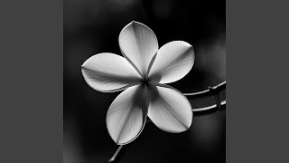 Bersama bintang dihatimu