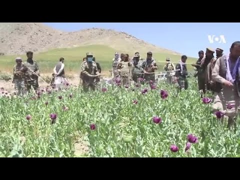 کاهش کشت کوکنار در ولسوالی درایم ولایت بدخشان