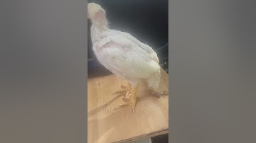 1 month old menuyam qaib