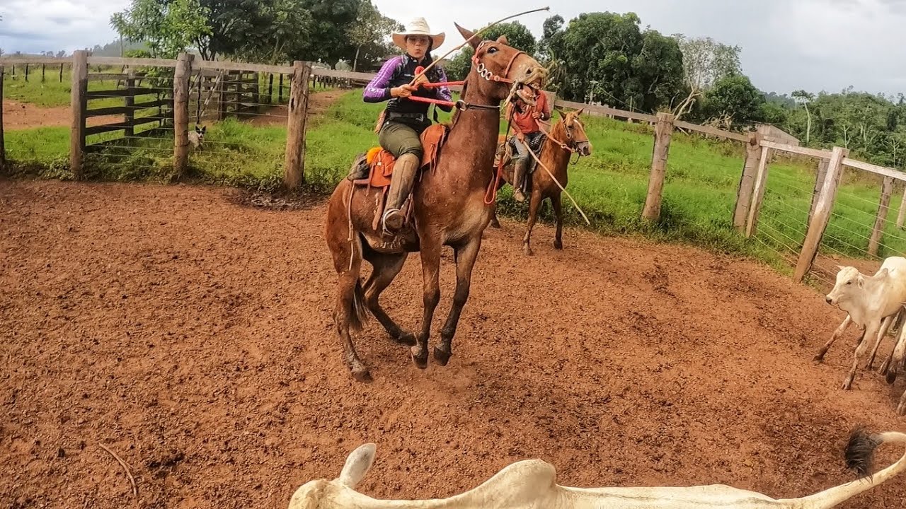 A MULA EMPINOU COMIGO. VLOG DE UMA VAQUEIRA NA LIDA.