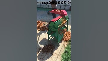 almond meat kernel separator apricot kernel shelling machine