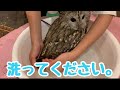 【フクロウの お散歩の続編】cute owl お散歩から帰宅後！もりちゃんお風呂に入る！