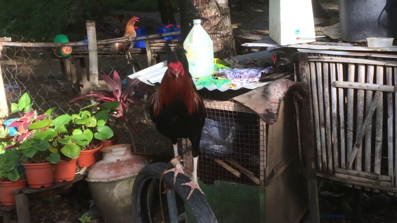 Backyard breeder YouTube