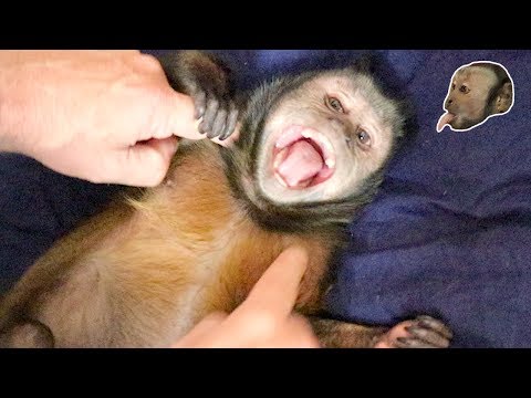 Capuchin Monkey Jumps & Tickle Time!
