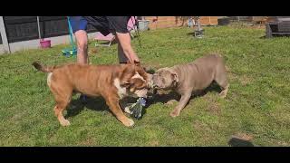 Male and female English bulldog fighting over a rope by lucianobutter5053 155 views 11 months ago 7 minutes, 45 seconds