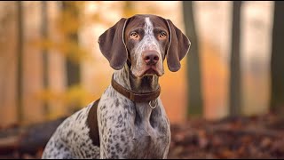 Are German Shorthaired Pointers Prone to Eye Disorders?