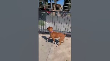 Dog Stands Up on Fence || ViralHog