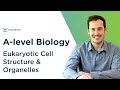 Eukaryotic Cell Structure & Organelles | A-level Biology | OCR, AQA, Edexcel