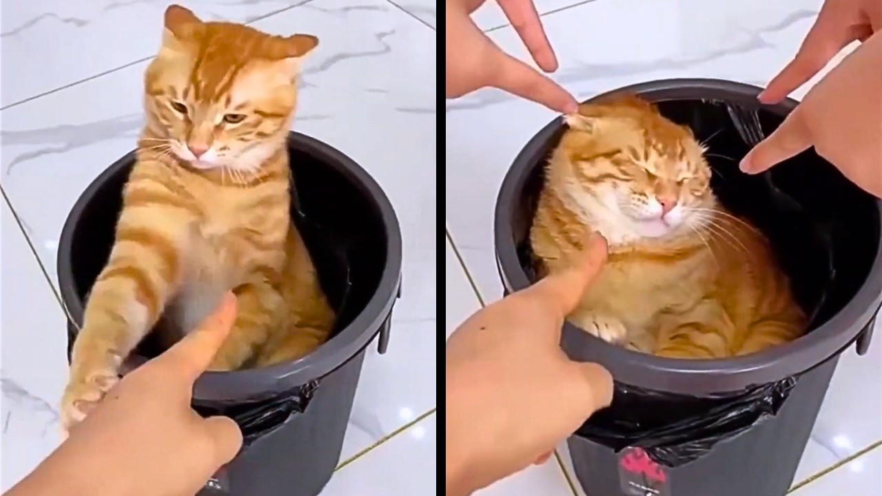 Cats That Are Too Ridiculous To Be Real | Fluffy Antics