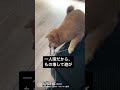 豆柴の日課パート2 #shorts