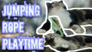 Cats like to play ropes by CL CAT LOVER 1,416 views 1 year ago 2 minutes, 26 seconds