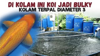 INI HASILNYA... PEMBESARAN IKAN KOI DI KOLAM TERPAL