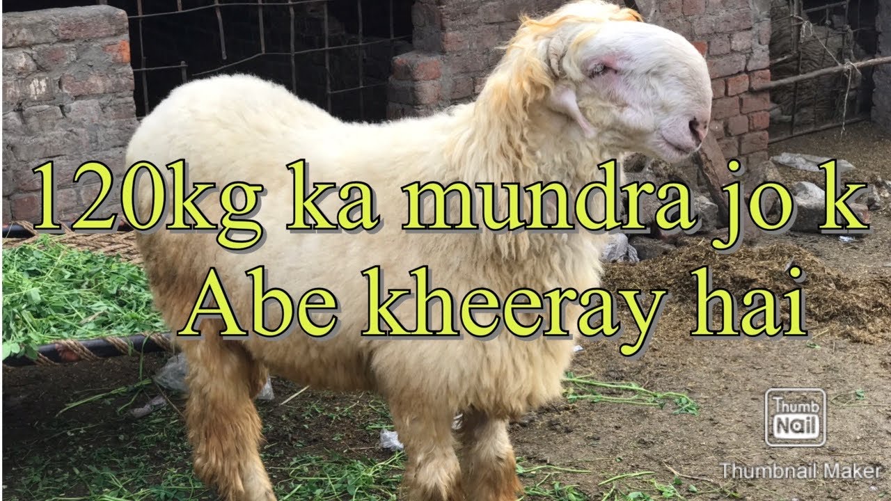 goat farming profit|goat farming philippines|goat farming|goat farming