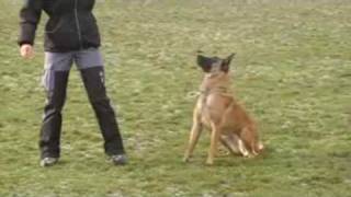 Download Lagu malinois Dixi obedience 12/09 MP3