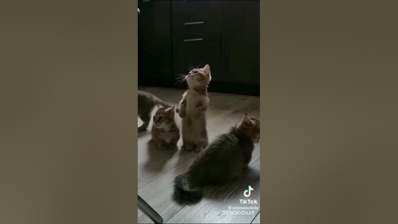 котики ️ ️ - YouTube