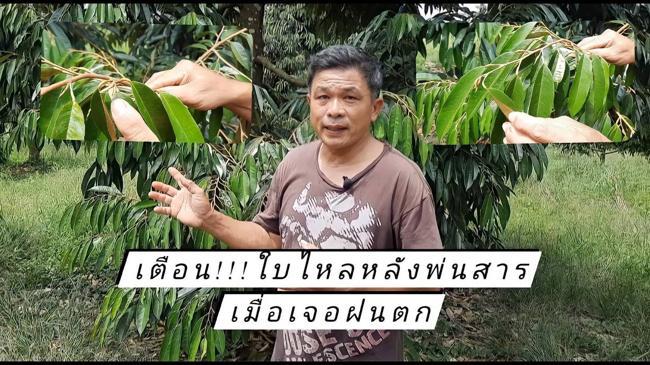 เตือนใบไหลหลังพ่นสารเมื่อเจอฝนตก