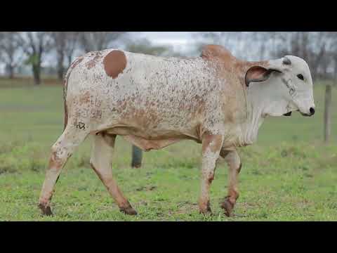 LOTE 31 – 15354 ADELIA FIV CAL