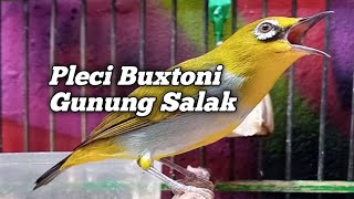 PLECI BUXTONI GUNUNG SALAK BAHAN BELAJAR NGERIWIK