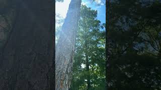Pure Nature Visuals | Ultra Relaxing & Calming Scenes 🌿✨