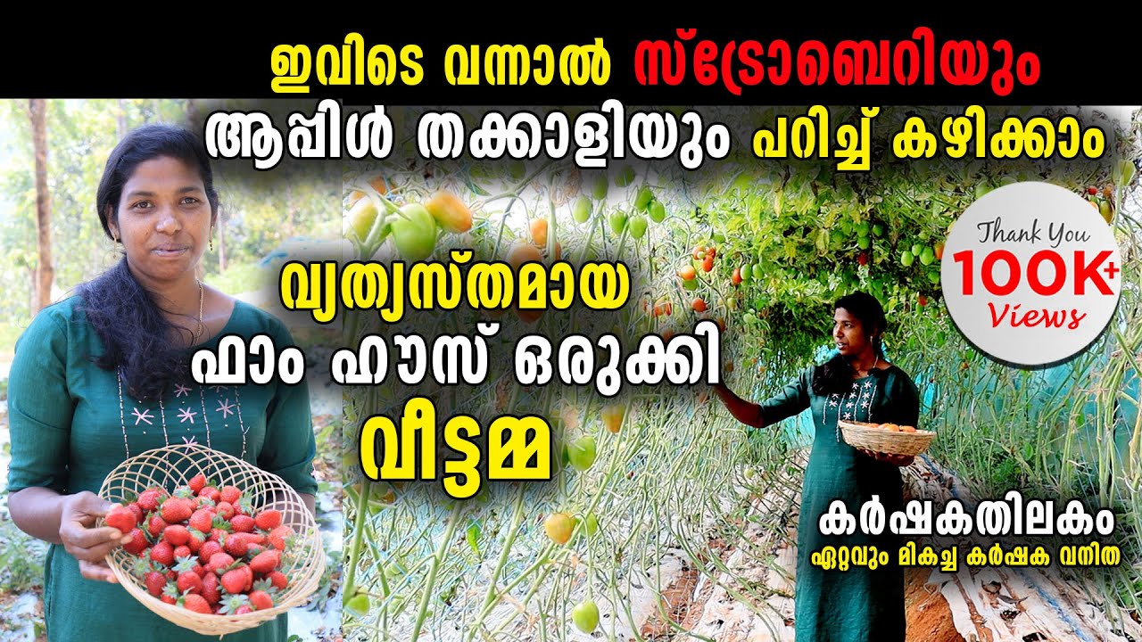 ഇവിടെ വന്നാൽ സ്ട്രോബെറിയും ആപ്പിൾതക്കാളിയും പറിച്ച് കഴിക്കാം | വ്യത്യസ്തമായ ഫാംഹൗസ് ഒരുക്കി വീട്ടമ്മ