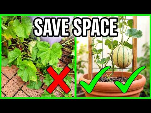 How to Grow Cantaloupe From Seeds | Growing Rockmelon Vertically in Pots