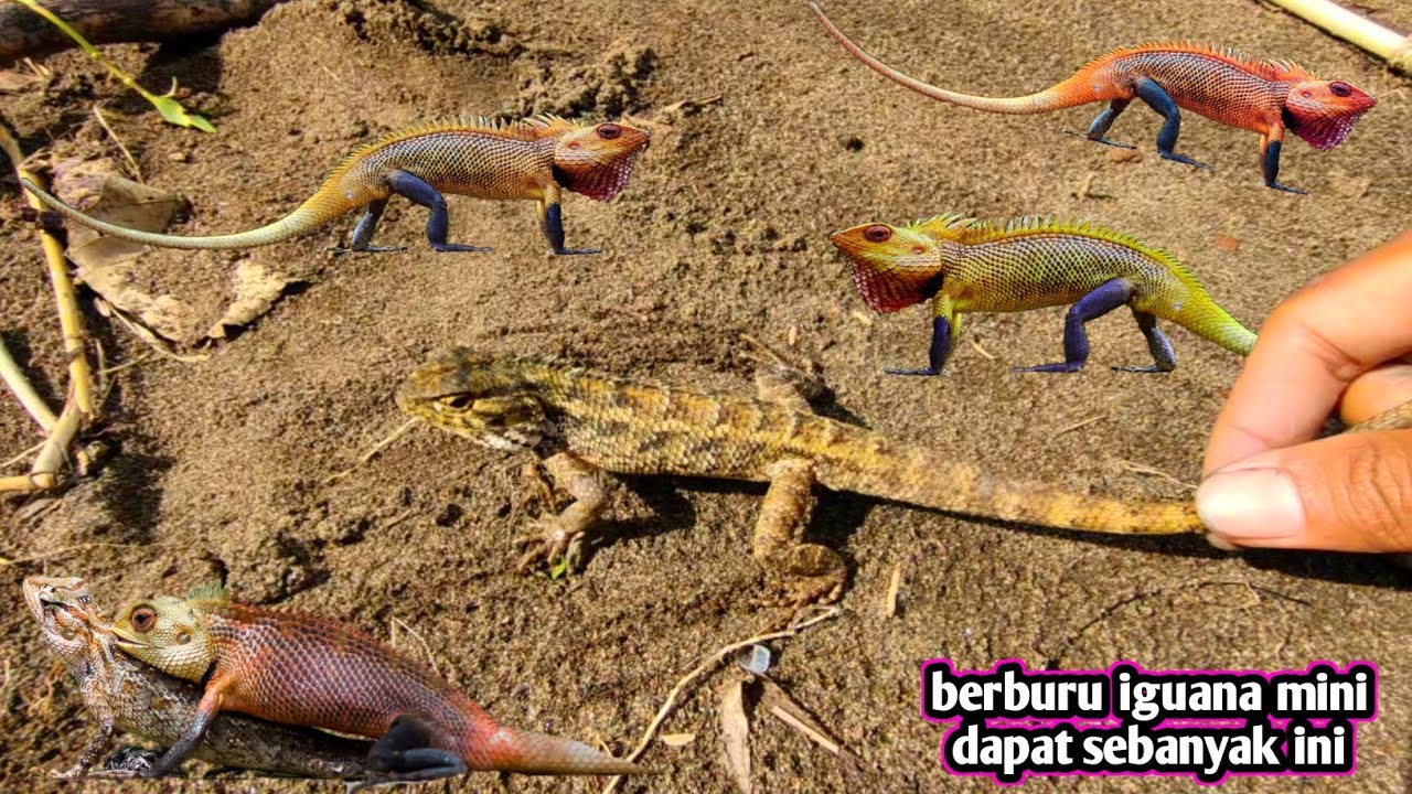 berburu iguana mini dapat banyak di pinggir sungai